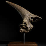 A LARGE TRICERATOPS HORN - photo 7