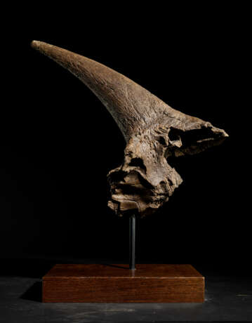 A LARGE TRICERATOPS HORN - Foto 7