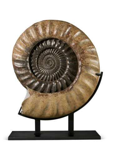 A LARGE AMMONITE - фото 1