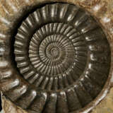 A LARGE AMMONITE - photo 2