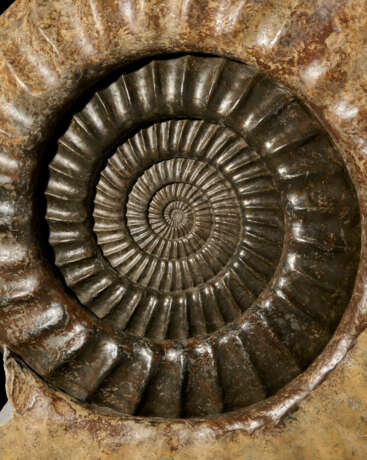 A LARGE AMMONITE - photo 2