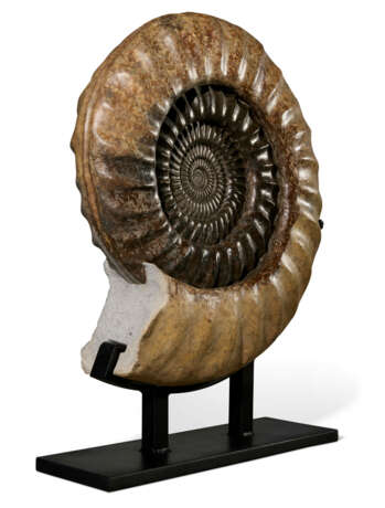 A LARGE AMMONITE - Foto 3