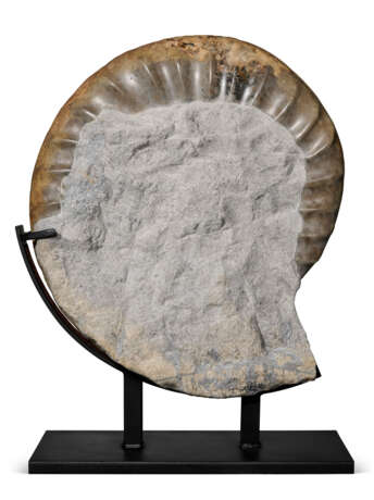 A LARGE AMMONITE - photo 4