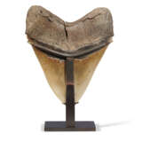 A VERY LARGE MEGALODON TOOTH - фото 2