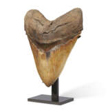 A VERY LARGE MEGALODON TOOTH - Foto 3
