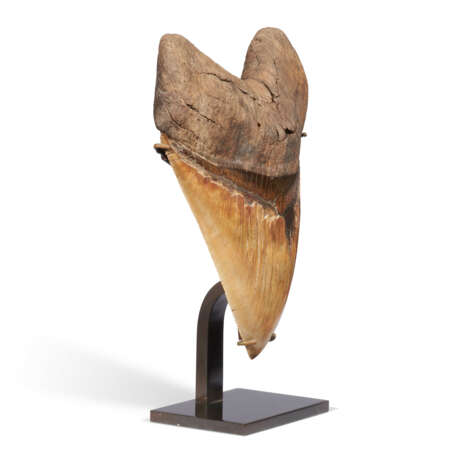 A VERY LARGE MEGALODON TOOTH - photo 4