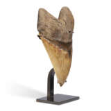 A VERY LARGE MEGALODON TOOTH - Foto 4