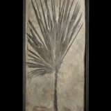 A LARGE PARTIAL FOSSIL PALM - Foto 1