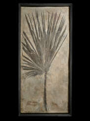 A LARGE PARTIAL FOSSIL PALM