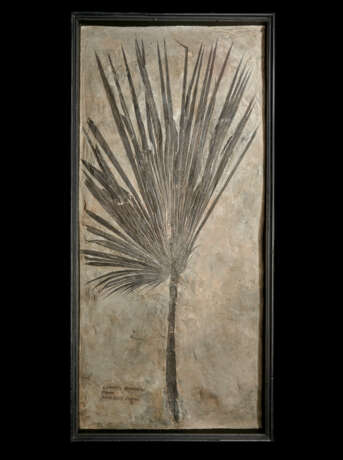 A LARGE PARTIAL FOSSIL PALM - photo 1