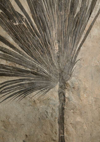 A LARGE PARTIAL FOSSIL PALM - фото 2