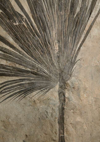 A LARGE PARTIAL FOSSIL PALM - Foto 2