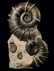 A "WINGED" AMMONITE GROUP