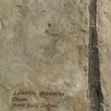 A LARGE PARTIAL FOSSIL PALM - фото 3