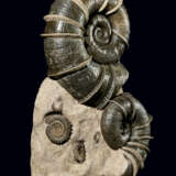 A "WINGED" AMMONITE GROUP - photo 2