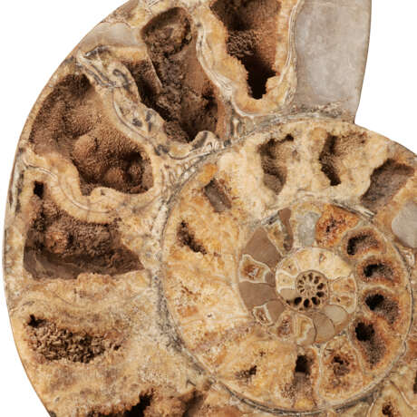 AN ENORMOUS SPLIT AMMONITE PAIR - фото 8