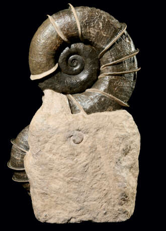 A "WINGED" AMMONITE GROUP - photo 3