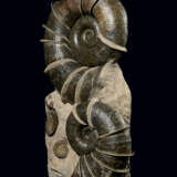 A "WINGED" AMMONITE GROUP - фото 4