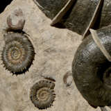 A "WINGED" AMMONITE GROUP - фото 5