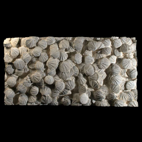 AN IMPRESSIVE AND MONUMENTAL PLAQUE OF FOSSILIZED SCALLOPS - photo 1
