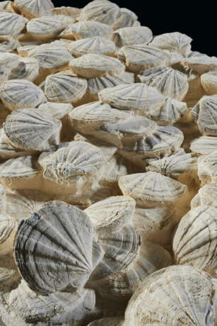 AN IMPRESSIVE AND MONUMENTAL PLAQUE OF FOSSILIZED SCALLOPS - Foto 3