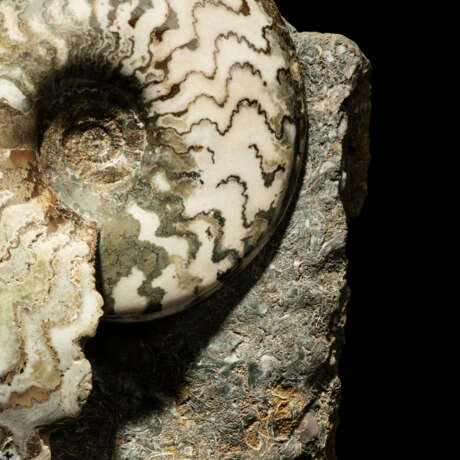 AN ENGLISH AMMONITE - photo 3