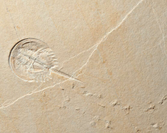 A FOSSIL HORSESHOE CRAB AT THE END OF ITS TRACK - photo 2
