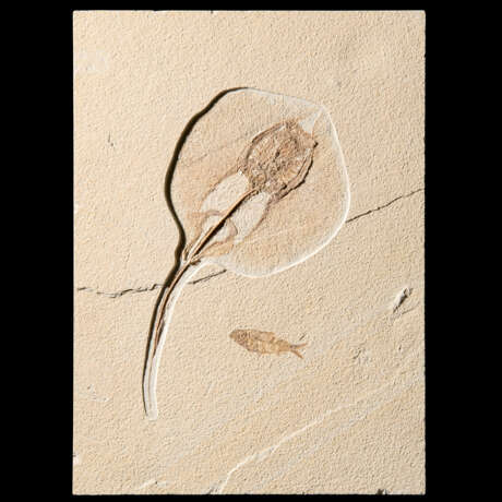 A FOSSIL STINGRAY WITH FISH - photo 1