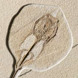 A FOSSIL STINGRAY WITH FISH - фото 2