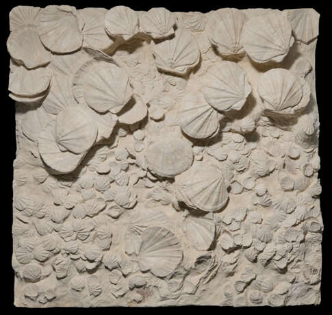 A LARGE GROUP OF FOSSILIZED SCALLOPS - Foto 1