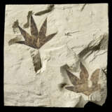 FOSSIL LEAVES - фото 1