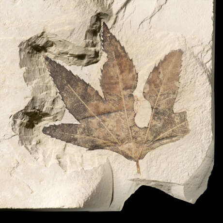FOSSIL LEAVES - photo 2