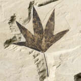FOSSIL LEAVES - photo 3