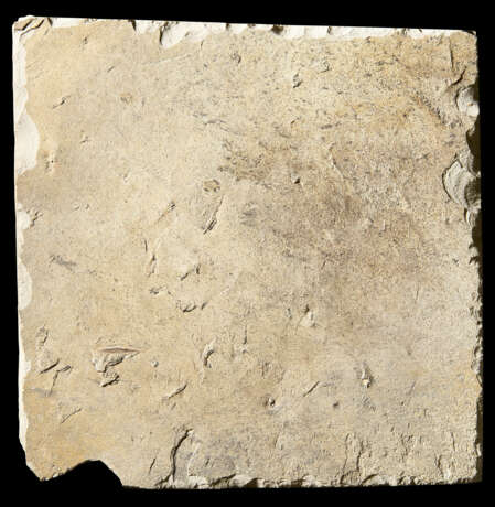 FOSSIL LEAVES - photo 4