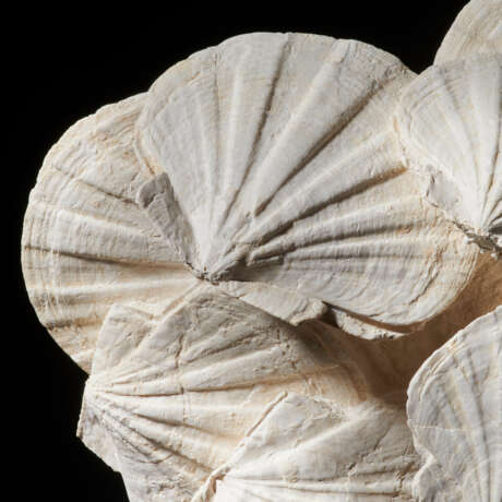A GROUP OF FOSSILIZED SCALLOPS - Foto 5