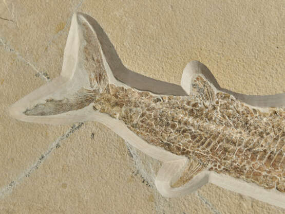 A LARGE FOSSIL FISH - Foto 3