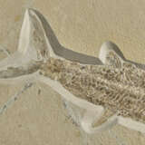 A LARGE FOSSIL FISH - фото 3