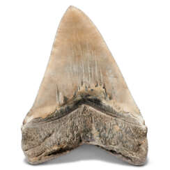 A VERY LARGE MEGALODON TOOTH