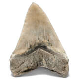 A VERY LARGE MEGALODON TOOTH - фото 1