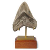 A VERY LARGE MEGALODON TOOTH - фото 2