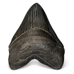 A VERY LARGE MEGALODON TOOTH