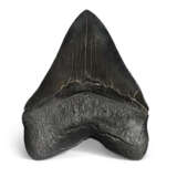 A VERY LARGE MEGALODON TOOTH - photo 2