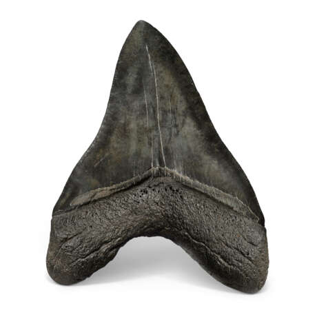 A LARGE MEGALODON TOOTH - photo 2