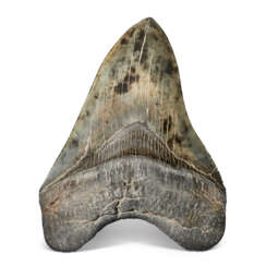 A FINE MEGALODON TOOTH