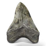 A FINE MEGALODON TOOTH - фото 2
