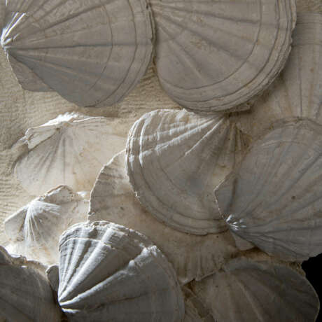 A PLATE OF FOSSILIZED SCALLOPS - фото 3