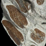 A FOSSIL FERN - фото 2