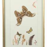 Diorama und Rahmen mit Schmetterlingen vielfältige Samm - photo 2