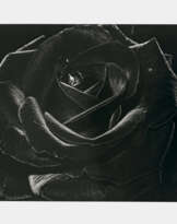 Daido Moriyama - Rose. 1984