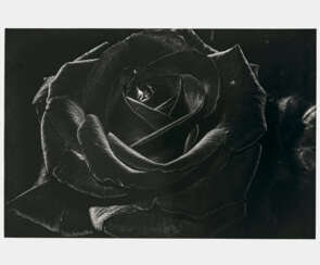 Daido Moriyama - Rose. 1984